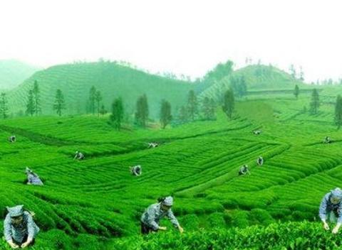 星空综合:微信发布萌照 新生辅导员获赞(图2) 星空综合